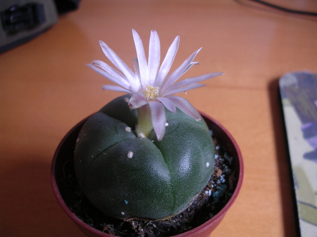 Image of a small potted peyote plant with a pink flower and yellow stamen. This plant is used in some American Indian religious ceremonies.